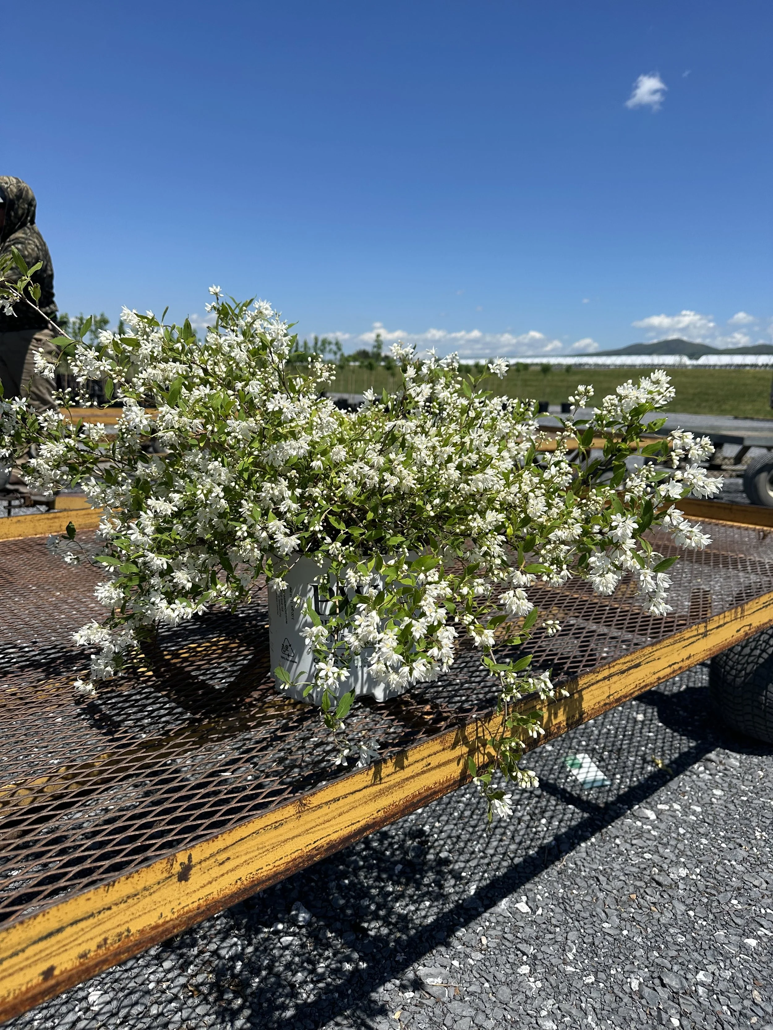 Deutzia x Yuki Snowflake® PW — Shreckhise Nurseries